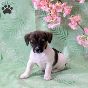 Zoey, Jack Russell Terrier Puppy