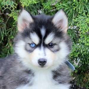 Zoey, Pomsky Puppy