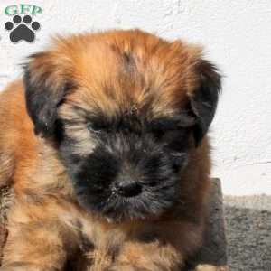 Zoey, Soft Coated Wheaten Terrier Puppy