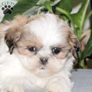 Zoey, Teddy Bear Puppy