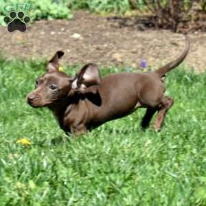 Zoey, Dachshund Puppy