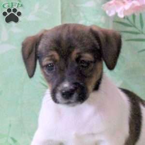 Zoey, Jack Russell Terrier Puppy