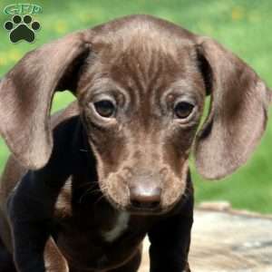 Zoey, Dachshund Puppy