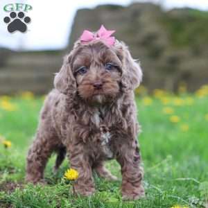 Zoey, Cockapoo Puppy