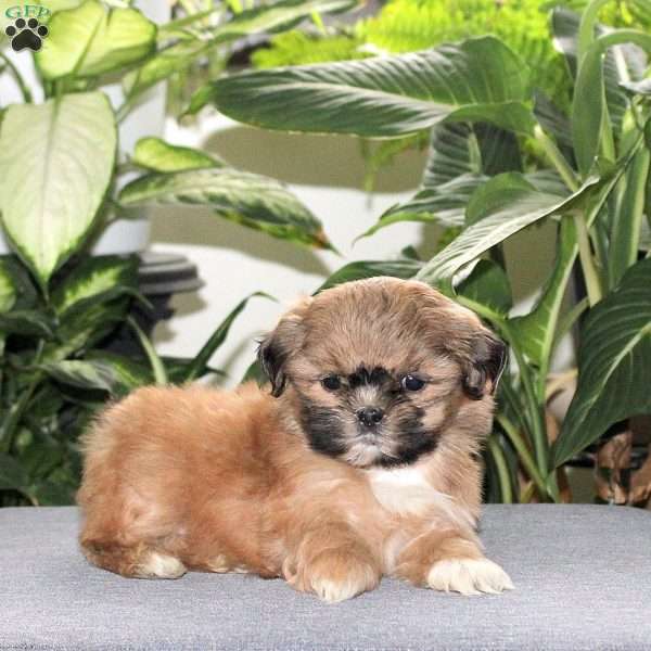 Zola, Teddy Bear Puppy