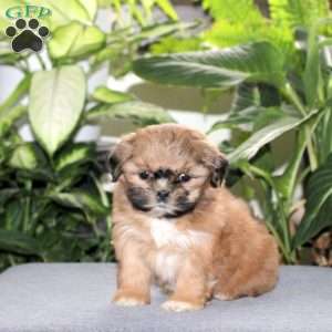 Zola, Teddy Bear Puppy