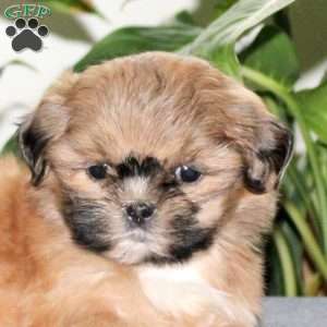 Zola, Teddy Bear Puppy