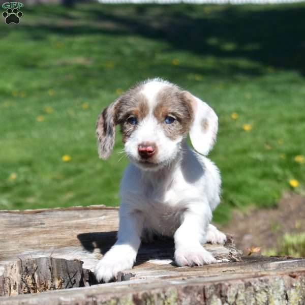 Zoomer, Dachshund Puppy