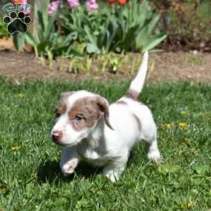 Zoomer, Dachshund Puppy