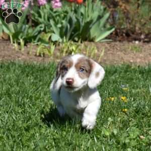 Zoomer, Dachshund Puppy