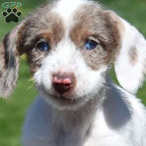 Zoomer, Dachshund Puppy