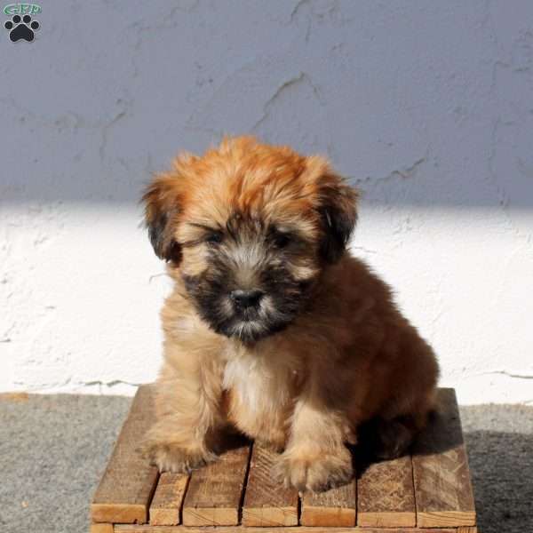 Zuri, Soft Coated Wheaten Terrier Puppy