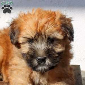 Zuri, Soft Coated Wheaten Terrier Puppy