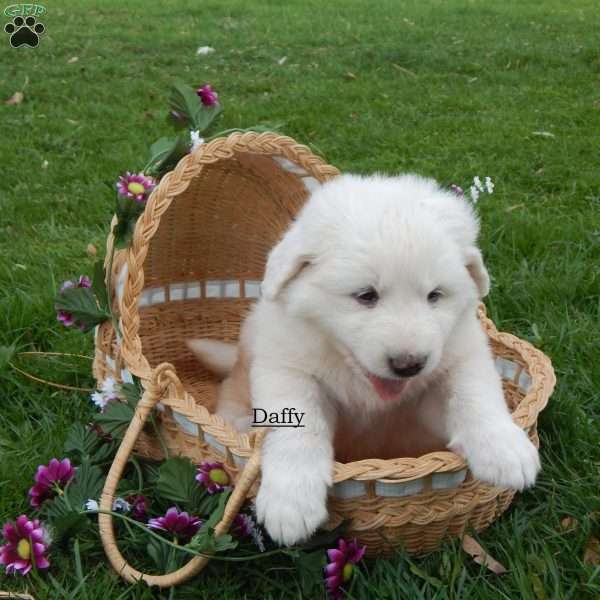 Daffy, Great Pyrenees Puppy