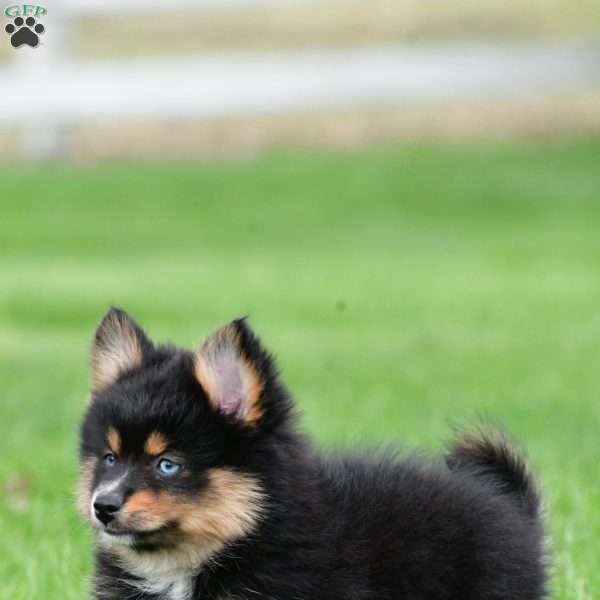 amelia, Pomsky Puppy