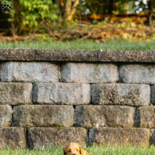 Copper, Cockapoo Puppy