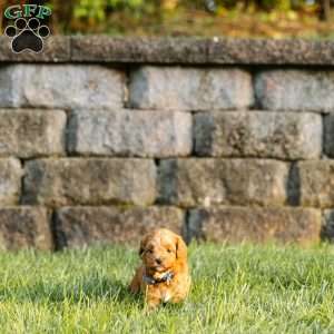 Copper, Cockapoo Puppy