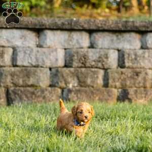 Copper, Cockapoo Puppy