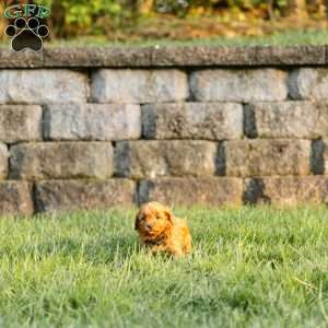 Penny, Cockapoo Puppy