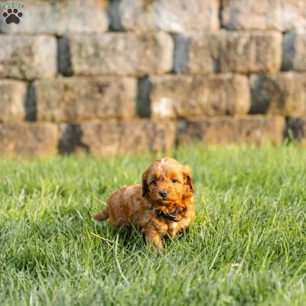 Penny, Cockapoo Puppy