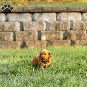 Penny, Cockapoo Puppy