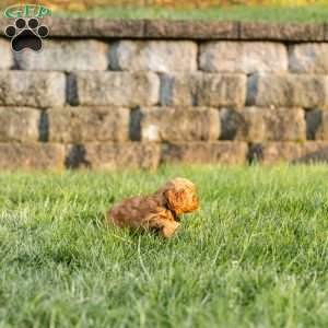 Penny, Cockapoo Puppy