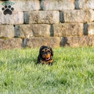 Truffle, Cockapoo Puppy