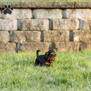 Truffle, Cockapoo Puppy