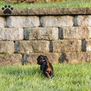 Truffle, Cockapoo Puppy