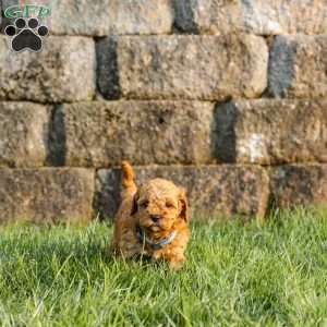 Ginger, Cockapoo Puppy