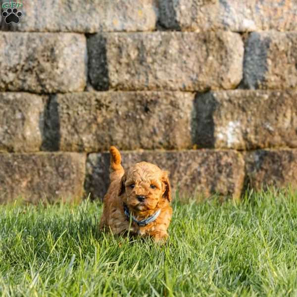 Ginger, Cockapoo Puppy