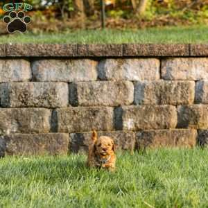 Ginger, Cockapoo Puppy