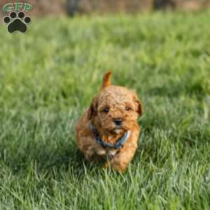 Ginger, Cockapoo Puppy