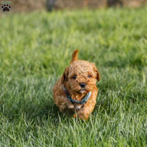 Ginger, Cockapoo Puppy