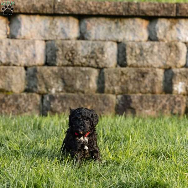 Isabelle, Cockapoo Puppy