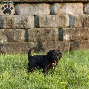 Isabelle, Cockapoo Puppy