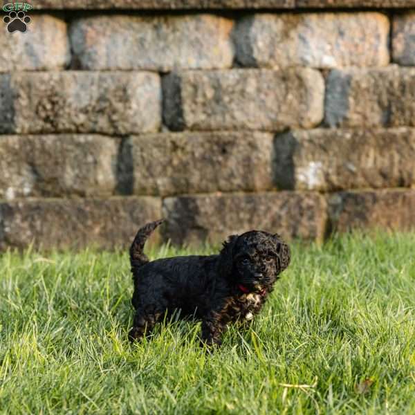 Isabelle, Cockapoo Puppy