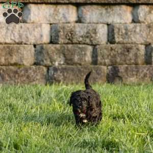 Isabelle, Cockapoo Puppy