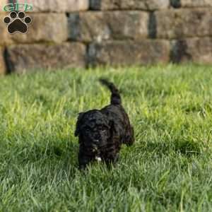 Isabelle, Cockapoo Puppy