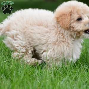 asher, Bich-Poo Puppy