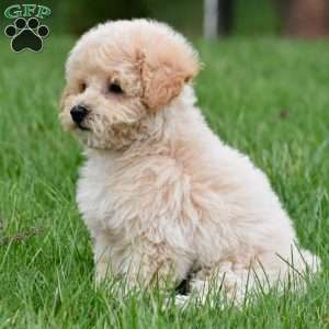 asher, Bich-Poo Puppy