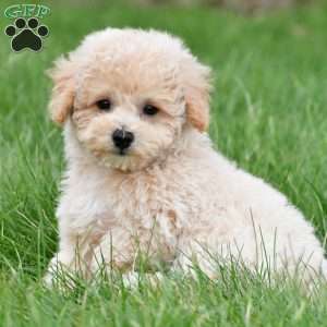 asher, Bich-Poo Puppy