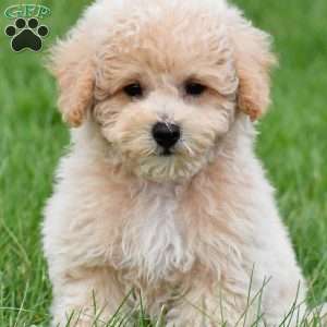 asher, Bich-Poo Puppy