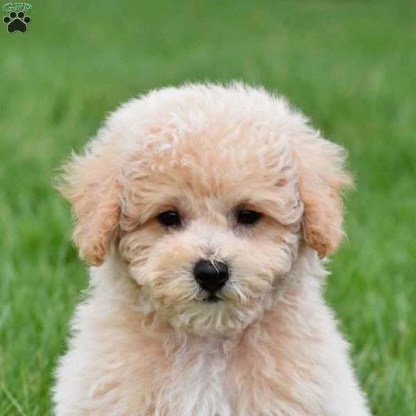asher, Bich-Poo Puppy