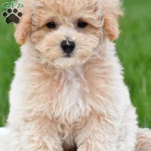 asher, Bich-Poo Puppy