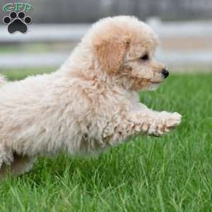 asher, Bich-Poo Puppy