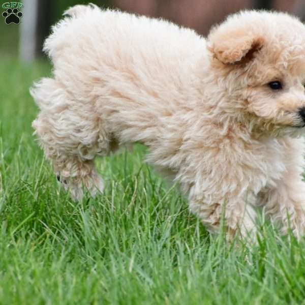 asher, Bich-Poo Puppy