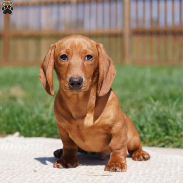 Sailor, Dachshund Puppy