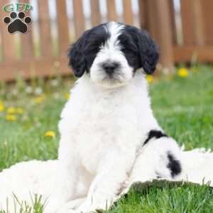Kyler, Portuguese Water Dog Puppy