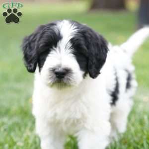 Kyler, Portuguese Water Dog Puppy